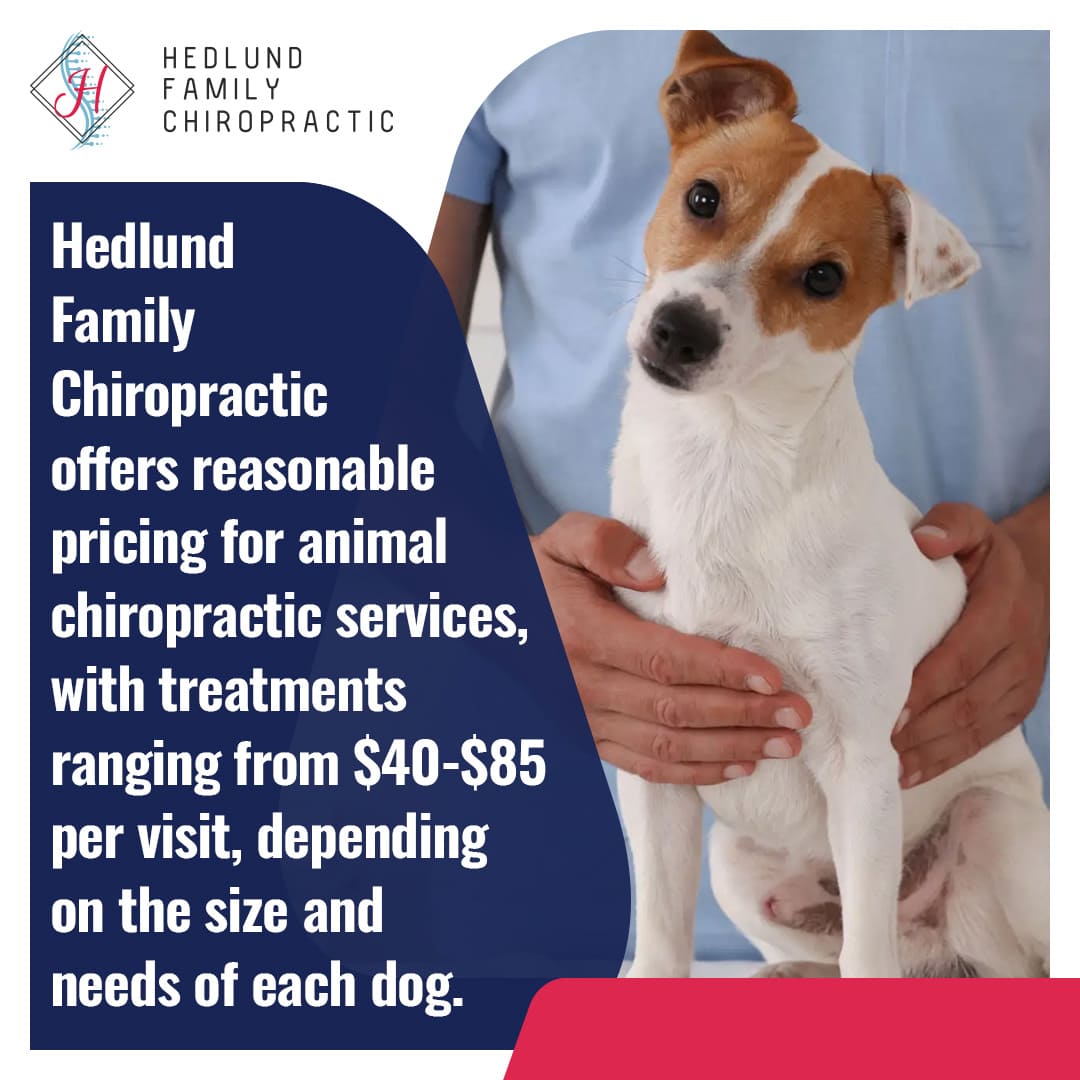 A small Jack Russell Terrier dog looks at the camera while a person's hands are gently on its back, with text detailing Hedlund Family Chiropractic's reasonable pricing for animal chiropractic services, ranging from $40-$85 per visit.