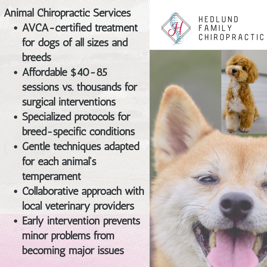 A promotional image for animal chiropractic services, featuring a list of benefits and two cheerful dogs. A logo for "Hedlund Family Chiropractic" is in the top right.