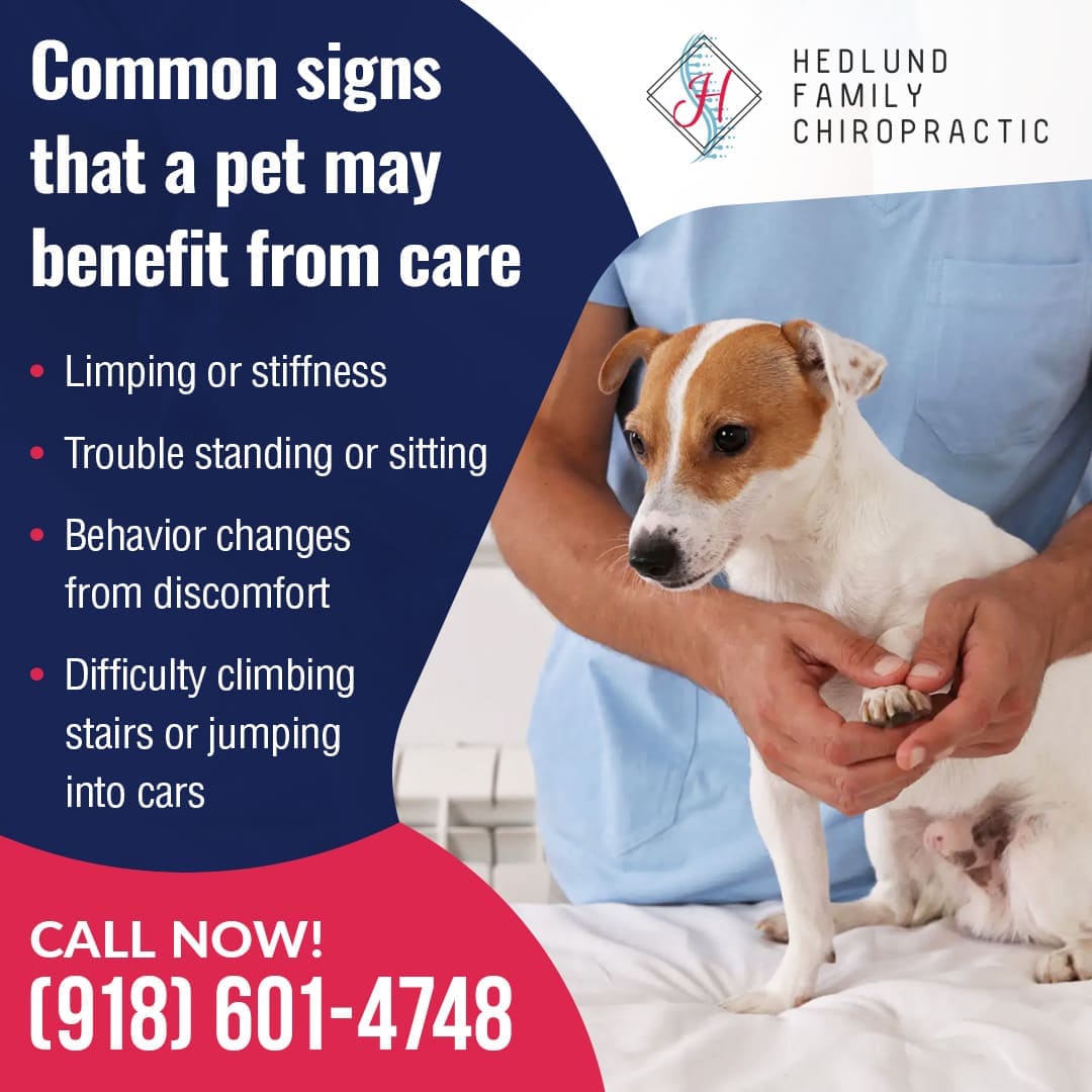 A small dog, possibly a Jack Russell terrier, stands on an examination table with a veterinarian's hands gently holding its paws. The text lists common signs that a pet may benefit from chiropractic care, including limping, stiffness, trouble standing or sitting, behavior changes, and difficulty climbing stairs or jumping. A call to action with a phone number is at the bottom.