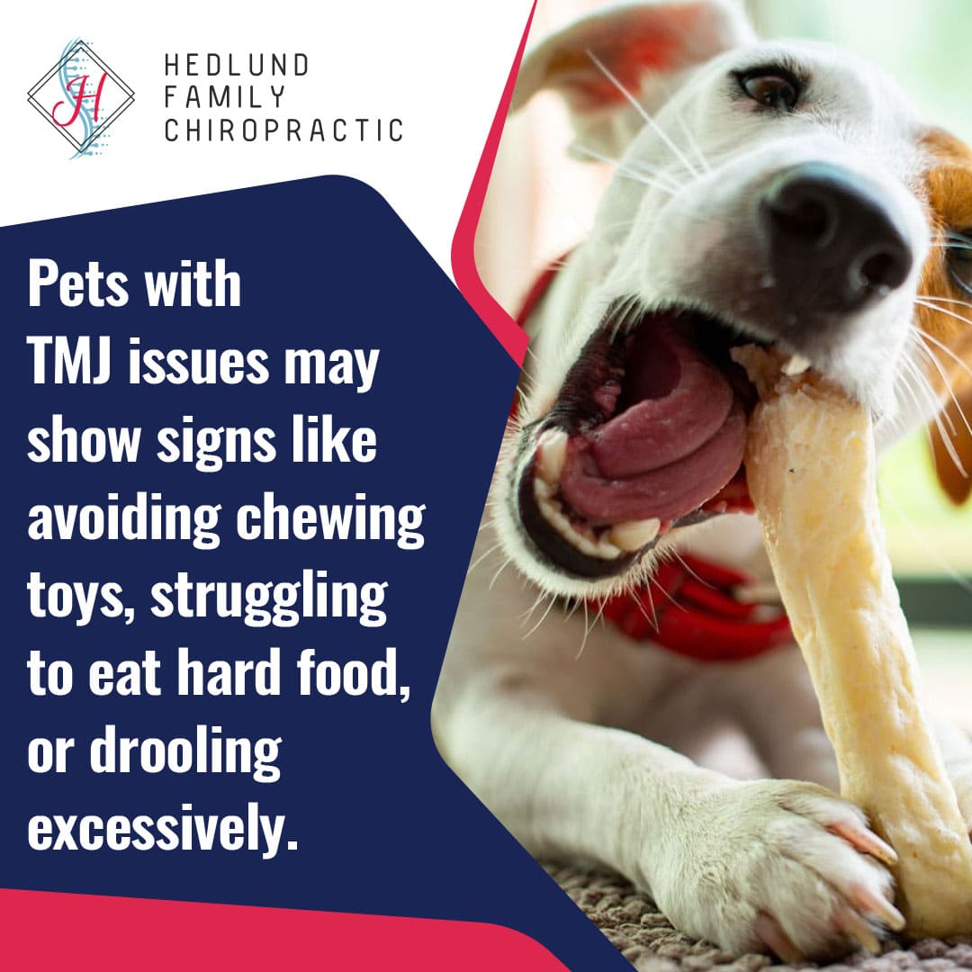 A dog is enthusiastically chewing on a bone. The text explains that pets with TMJ issues may avoid chewing toys, struggle with hard food, or drool excessively.