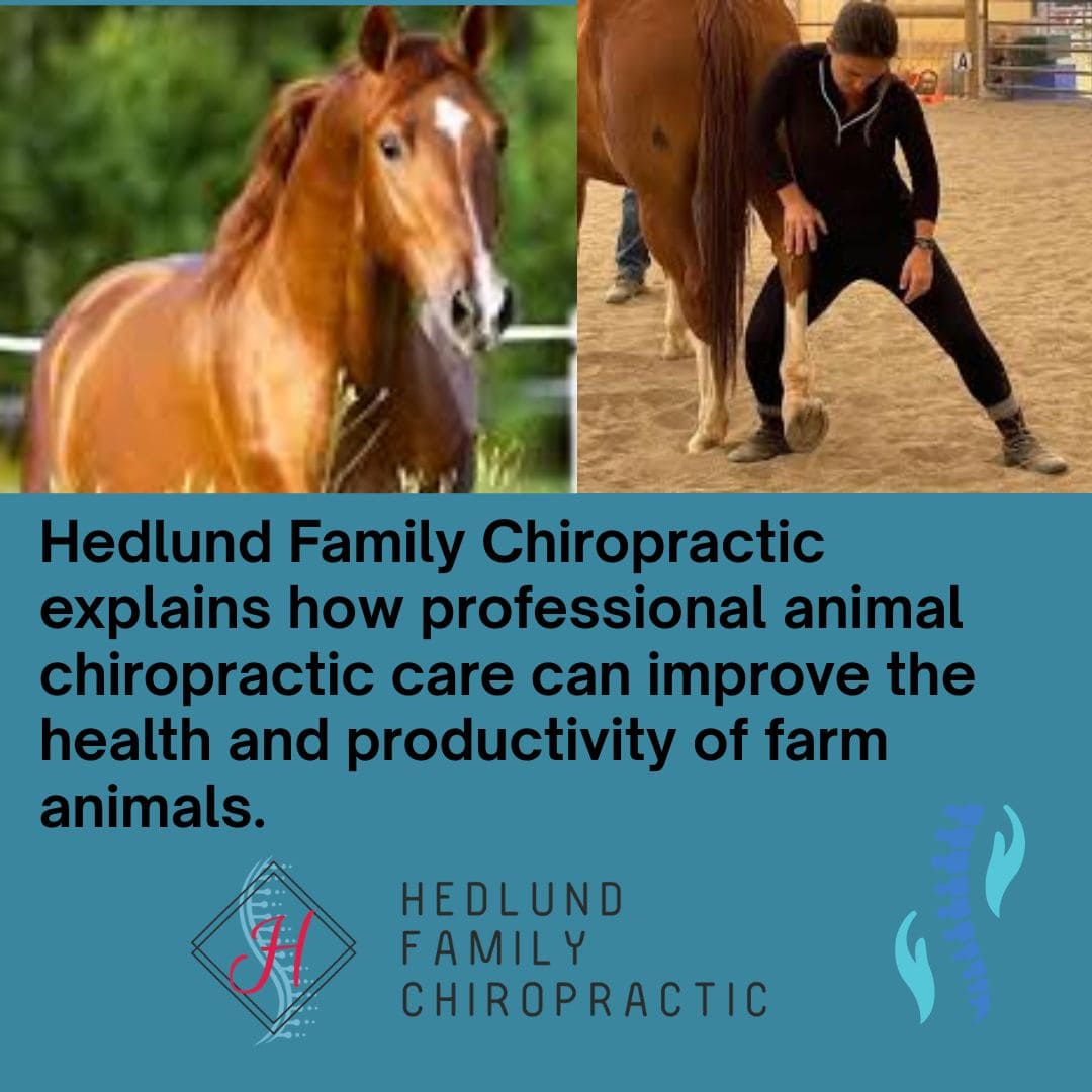 A promotional graphic for Hedlund Family Chiropractic. The top left shows a close-up of a horse's head and neck. The top right shows a person performing chiropractic work on a horse's hind leg in an arena. Text explains how professional animal chiropractic care improves health and productivity.