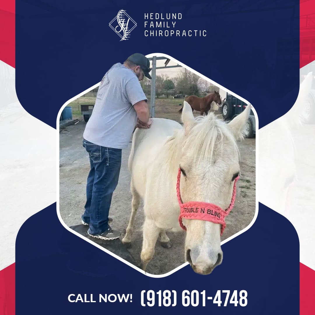 How to Tell If Your Pet Needs an Adjustment Animal Chiropractor