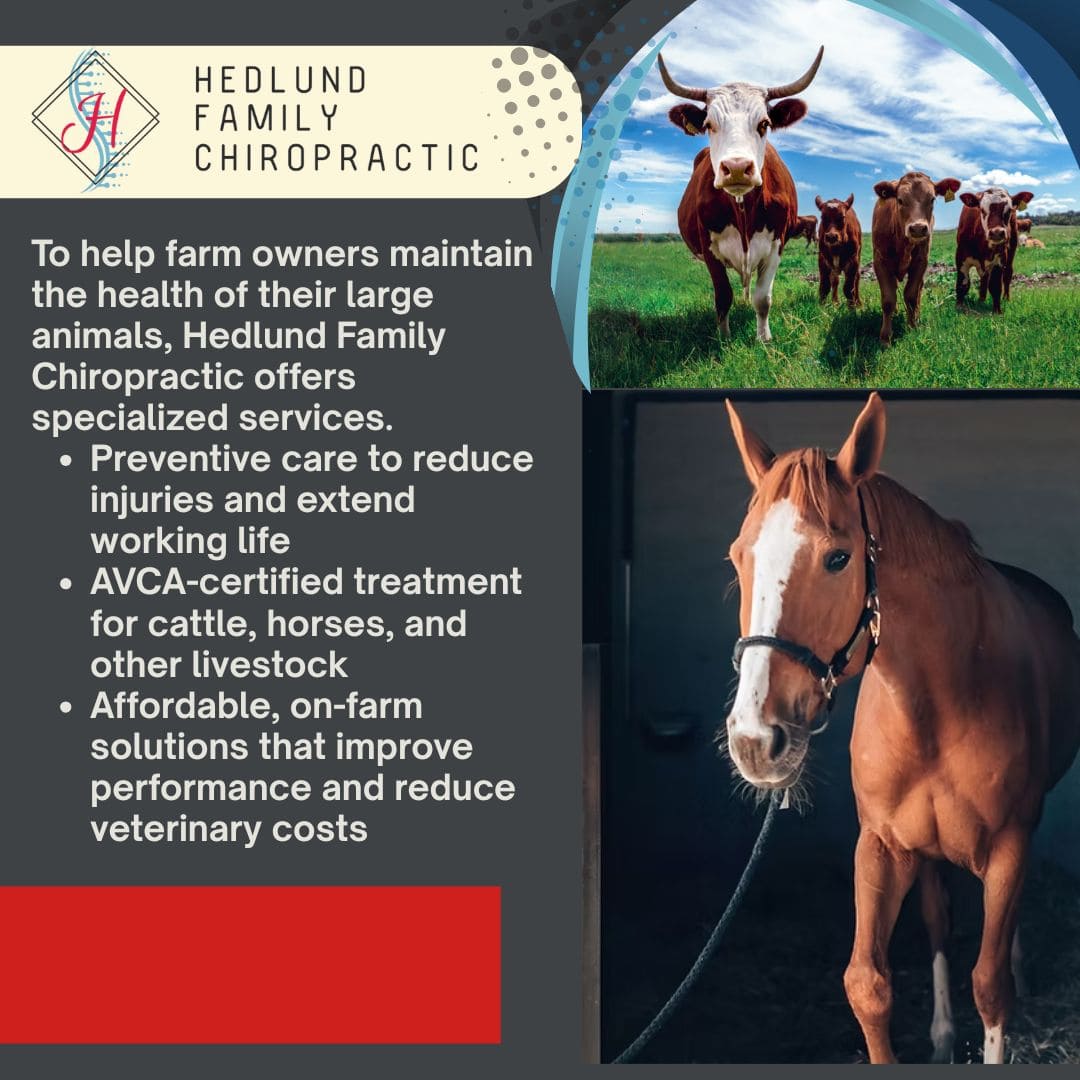 HA promotional graphic for Hedlund Family Chiropractic's animal services. The top right shows a cow and calves in a green pasture. The bottom right shows a brown horse in a stall. Text describes specialized chiropractic services for farm animals.
