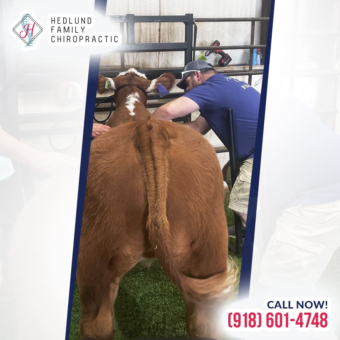 A promotional graphic for Hedlund Family Chiropractic showing a chiropractor in a blue shirt working with a brown and white cow in a livestock chute.