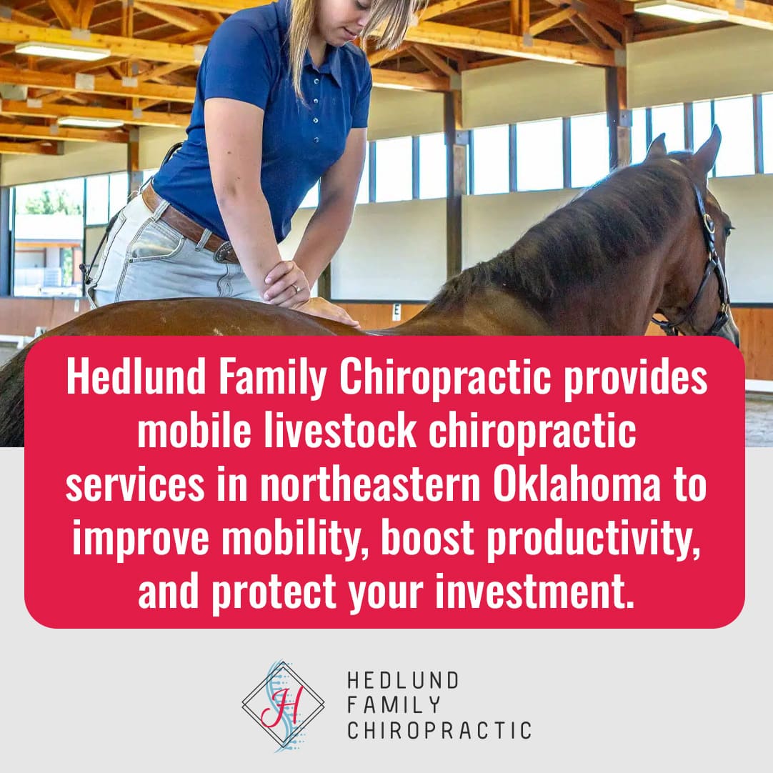 A female chiropractor performing an adjustment on a horse in a stable.