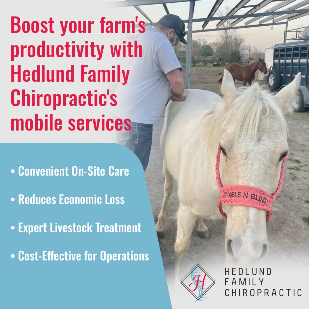 A chiropractor provides treatment to a white horse wearing a pink halter outdoors.