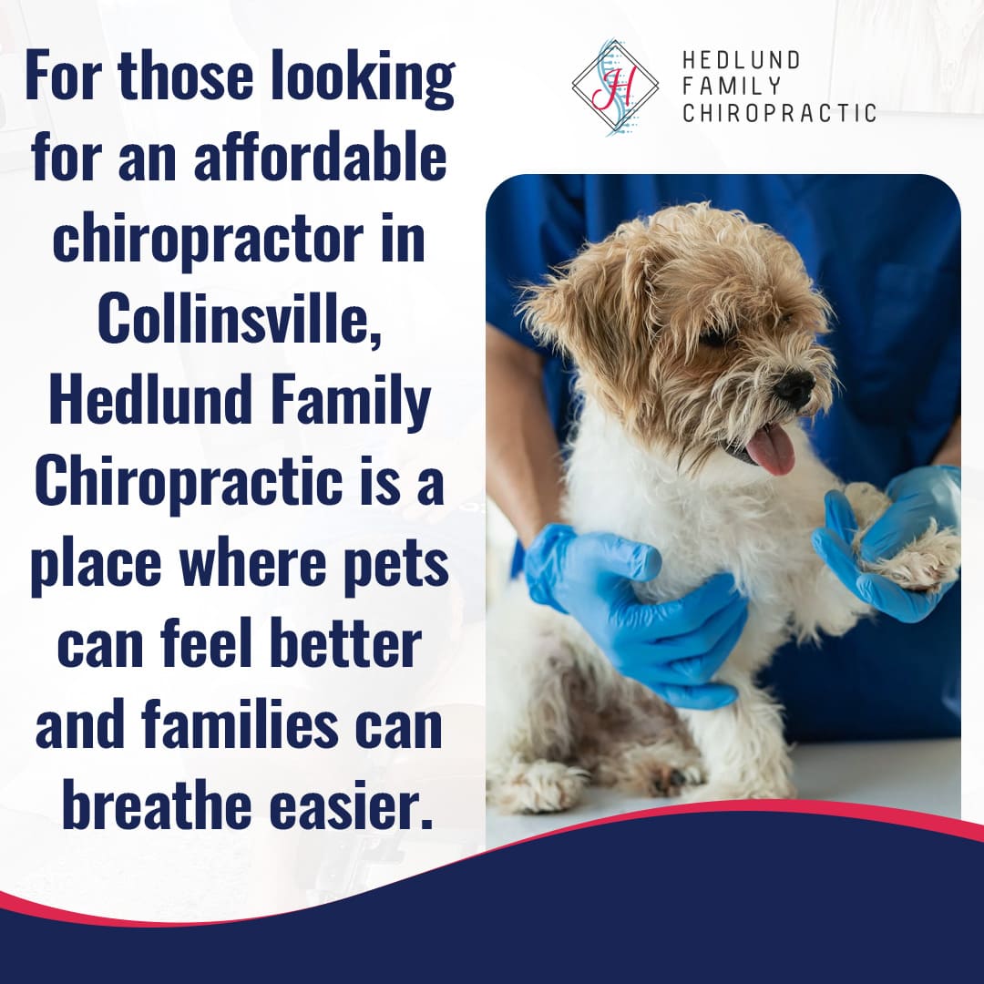 How an Animal Chiropractor Can Assist with Canine Vestibular Disease