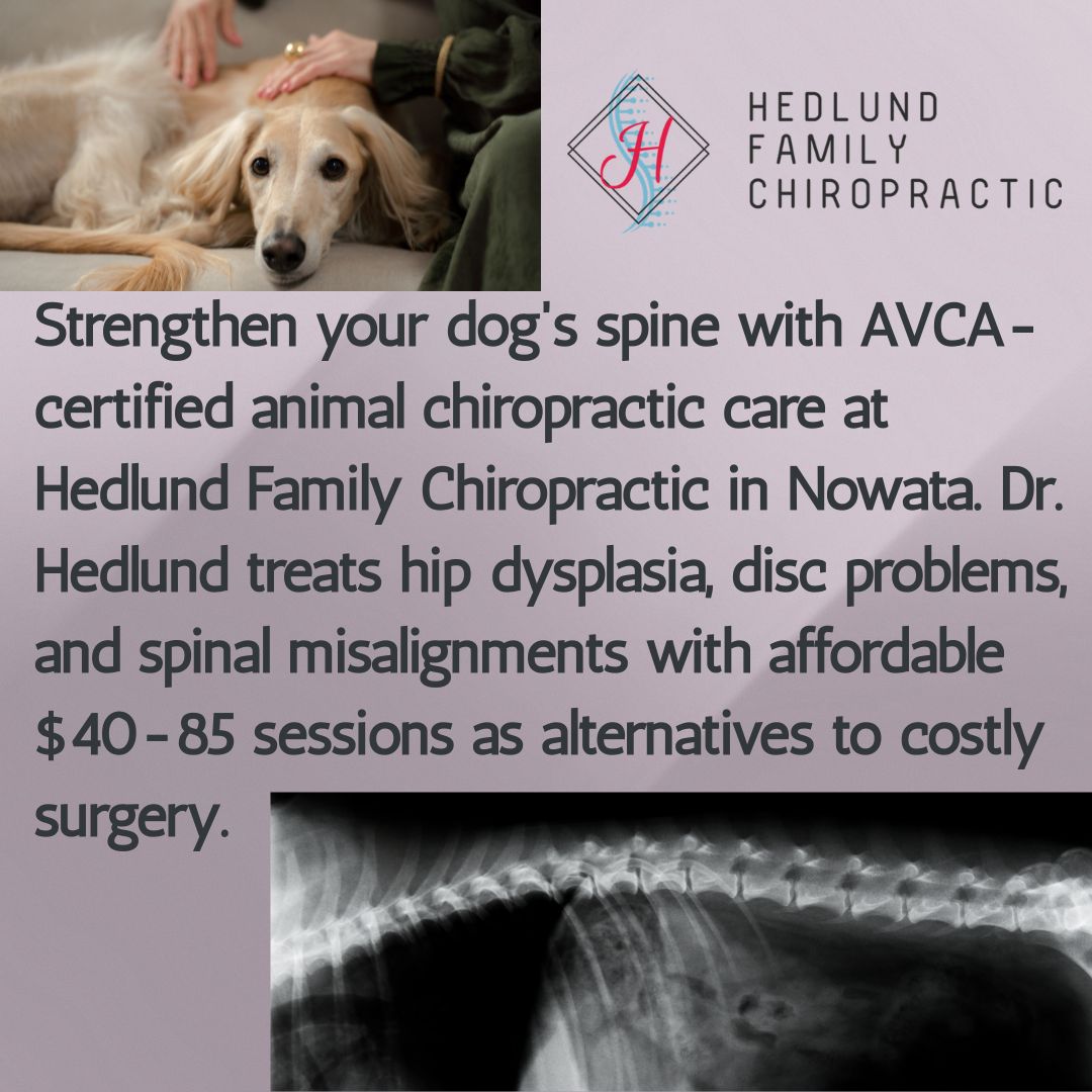 Strengthening Your Dog’s Spine with an Animal Chiropractor: When and How?