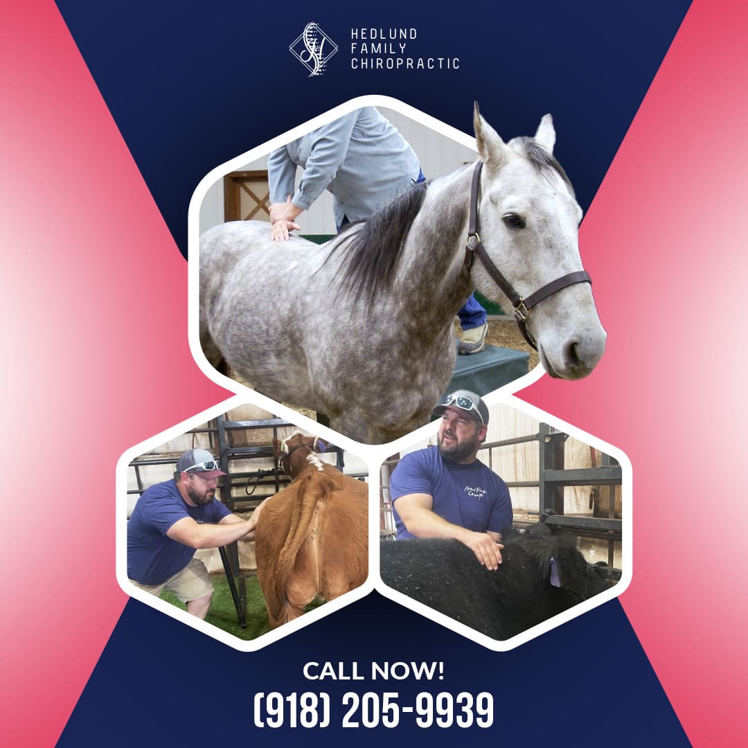 A collage showcasing animal chiropractic services in Collinsville, including adjustments for a horse (top) and cattle (bottom) to restore movement and reduce pain.