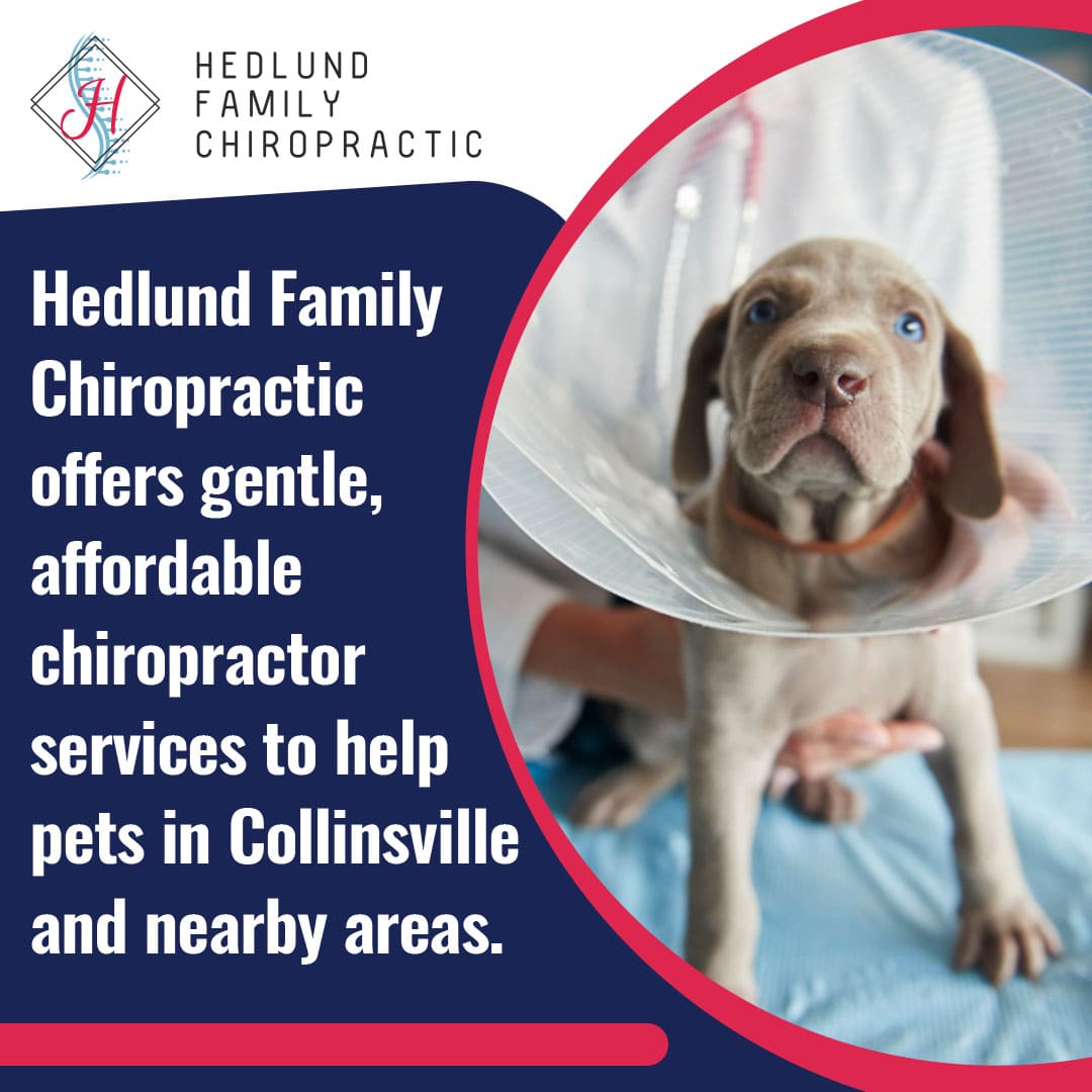 A cute puppy wearing a cone is held gently by a person's hands. The image promotes Hedlund Family Chiropractic's gentle, affordable chiropractor services for pets in Collinsville and nearby areas.