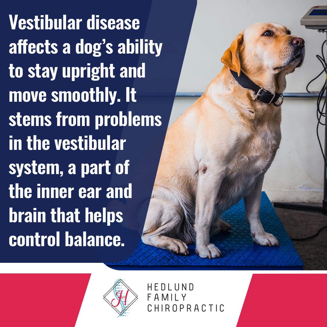 A golden labrador dog sits calmly on a blue mat, with text explaining that vestibular disease affects a dog's ability to stay upright due to problems in the inner ear and brain. The Hedlund Family Chiropractic logo is visible.